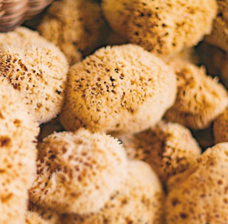 Grote Natuurspons CHT 070